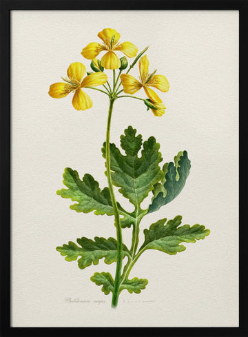 Vintage Celandine Botanical | Poster - Black Metal Frame Interior