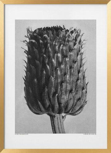 Cirsium Canum (Thistle) | Poster - Gold Frame Interior
