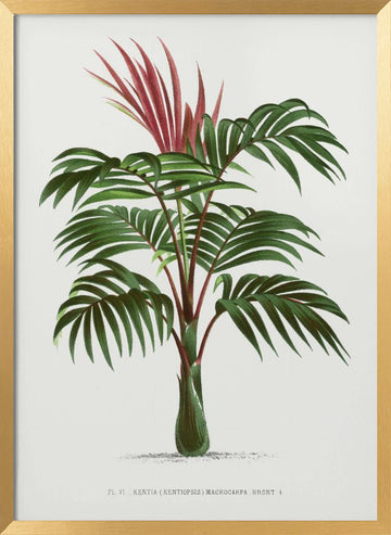 Kentiopsis | Poster - Gold Frame Interior
