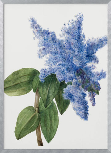 California Lilac (1935) | Poster - Silver Frame Interior