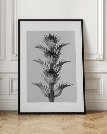 Acanthus mollis | Poster - Room Interior 1