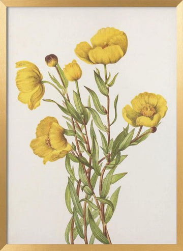 Bushpoppy From North American Wildflowers (1925) By Mary Vaux Walcott | Poster - Gold Frame Interior