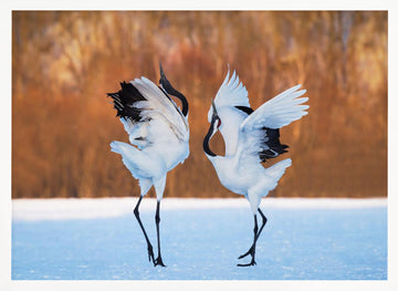 Dancing Red-crowned Cranes | Poster - White Frame Interior