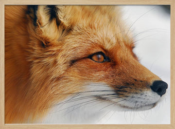 Observant Red Fox | Poster - Wood Frame Interior