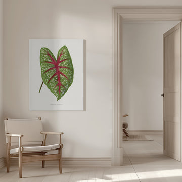 Green Caladium Chantini Leaf Illustration | Canvas - Room Interior 1