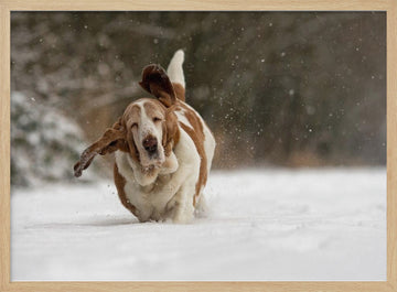Joyful Basset Hound Snow Run | Poster - Wood Frame Interior