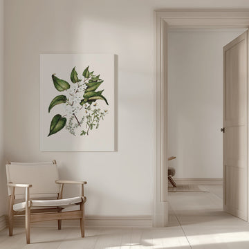 Hibiscus Trianium  By Sarah Featon (1848–1927 | Canvas - Room Interior 1