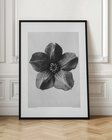 Cobaea Scandens | Poster - Room Interior 1