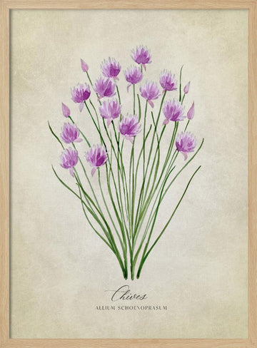 Fresh Chives Bloom | Poster - Wood Frame Interior