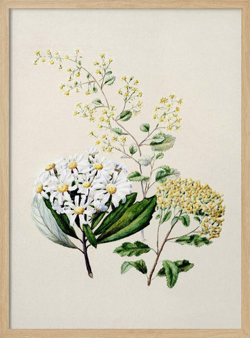Senecio Drawn By Sarah Featon (1848–1927) | Poster - Wood Frame Interior