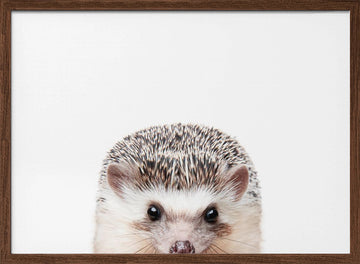 Peeking Hedgehog | Poster - Walnut Frame Interior