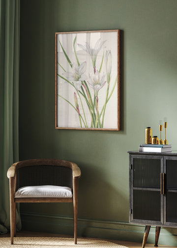 Atamasco Lily From North American Wildflowers (1925) By Mary Vaux Walcott | Poster - Room Interior 2