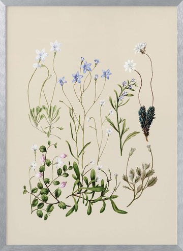 Wahlenbergias Drawn | Poster - Silver Frame Interior