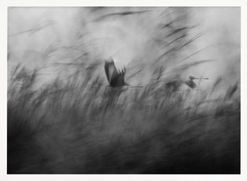Misty Flight Through Reeds | Poster - White Frame Interior