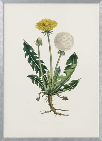 Leontodon Taraxacuma Medical Botany | Poster - Silver Frame Interior