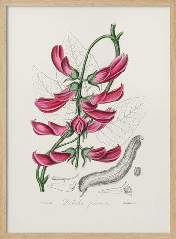 Mucuna Pruriens (dolichos Pruriens) Medical Botany | Poster - Wood Frame Interior