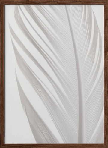 Delicate White Feather | Poster - Walnut Frame Interior