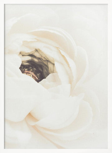 Soft White Ranunculus Bloom | Poster - White Frame Interior