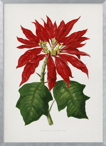 Poinsettia Pulcherrima Leaf Illustration | Poster - Silver Frame Interior