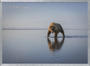 Majestic Bear Reflection | Poster - Silver Frame Interior