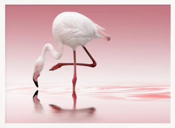 Pink Flamingo Reflection | Poster - White Frame Interior