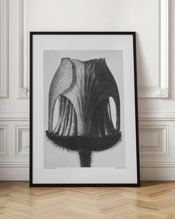 Geum Rivale | Poster - Room Interior 1