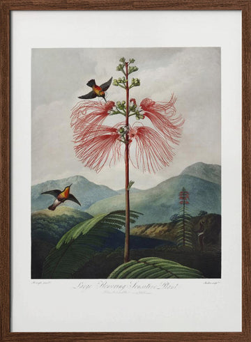 Large–Flowering Sensitive Plant from The Temple of Flora (1807) | Poster - Walnut Frame Interior