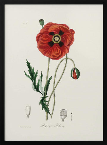 Common Poppy (papaver Rhoeas) Medical Botany | Poster - Black Metal Frame Interior