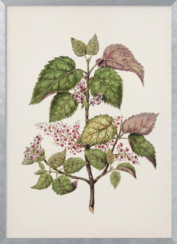 Makomako   Aristotelia Racemosa Drawn By Sarah Featon (1848–1927) | Poster - Silver Frame Interior