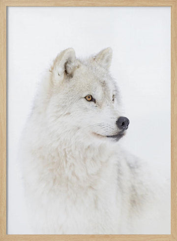 Majestic Arctic Wolf | Poster - Wood Frame Interior