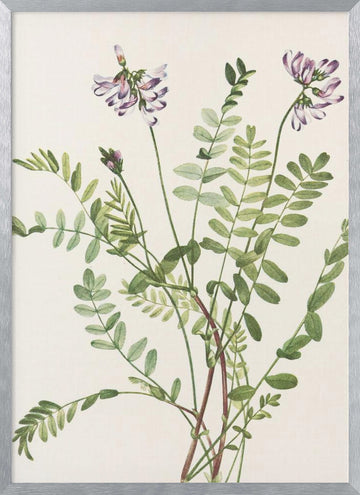 Alpine Milkvetch From North American Wildflowers (1925) By Mary Vaux Walcott | Poster - Silver Frame Interior