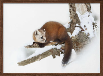 Marten on Snowy Branch | Poster - Walnut Frame Interior