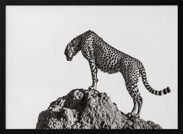 Cheetah On The Rocks | Poster - Black Metal Frame Interior