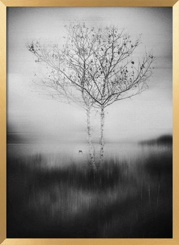 Misty Birch Reflection | Poster - Gold Frame Interior