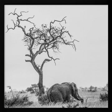 African Elephant Lone Tree | Poster - Black Metal Frame Interior