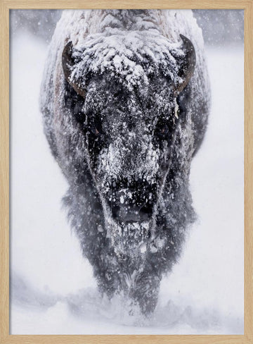 Majestic Bison Snowstorm | Poster - Wood Frame Interior