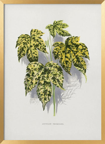 Abutilon Thompsoni Leaf Illustration | Poster - Gold Frame Interior