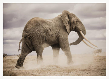 African Elephant Dust | Poster - White Frame Interior
