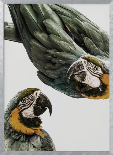 Vibrant Parrot Duo | Poster - Silver Frame Interior