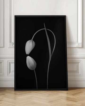 Monochrome Tulip Curves | Poster - Room Interior 1