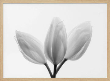 Soft White Tulips | Poster - Wood Frame Interior