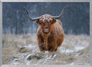 Snowy Highland Cow | Poster - Silver Frame Interior