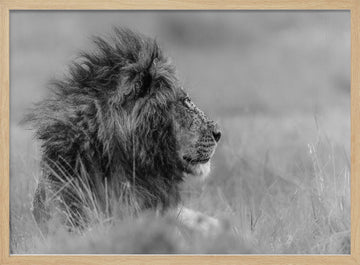 Majestic Lion Profile | Poster - Wood Frame Interior