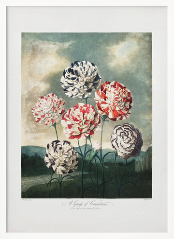 A Group of Carnations from The Temple of Flora (1807) | Poster - White Frame Interior