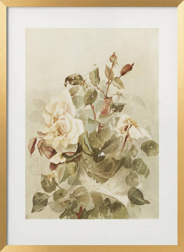 Pink Roses Seen Through Early Morning Dew | Poster - Gold Frame Interior