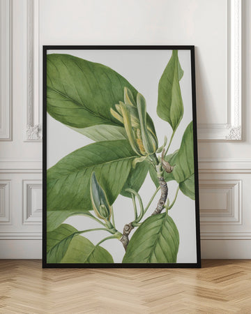 Cucumbertree 1922 | Poster - Room Interior 1