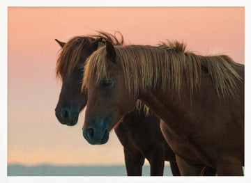 Peaceful Wild Horses | Poster - White Frame Interior