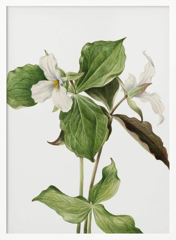 Large White Trillium | Poster - White Frame Interior