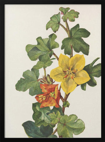 Mexican Fremontia From North American Wildflowers (1925) By Mary Vaux Walcott | Poster - Black Metal Frame Interior