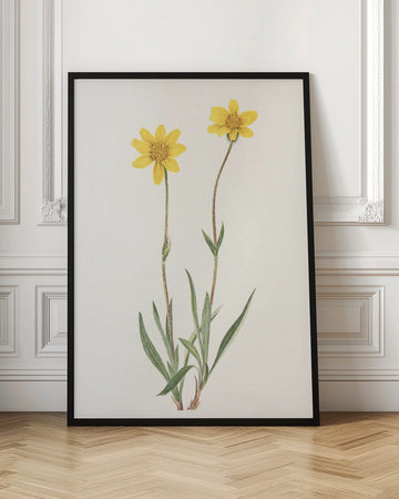 Woolly Arnica From North American Wildflowers (1925) By Mary Vaux Walcott | Poster - Room Interior 1